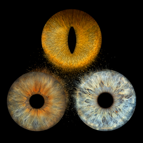 animaux iris photo 500x500px.jpg