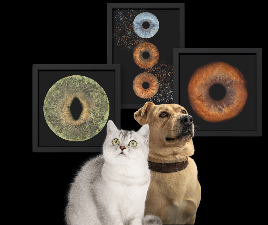 iris animal photos